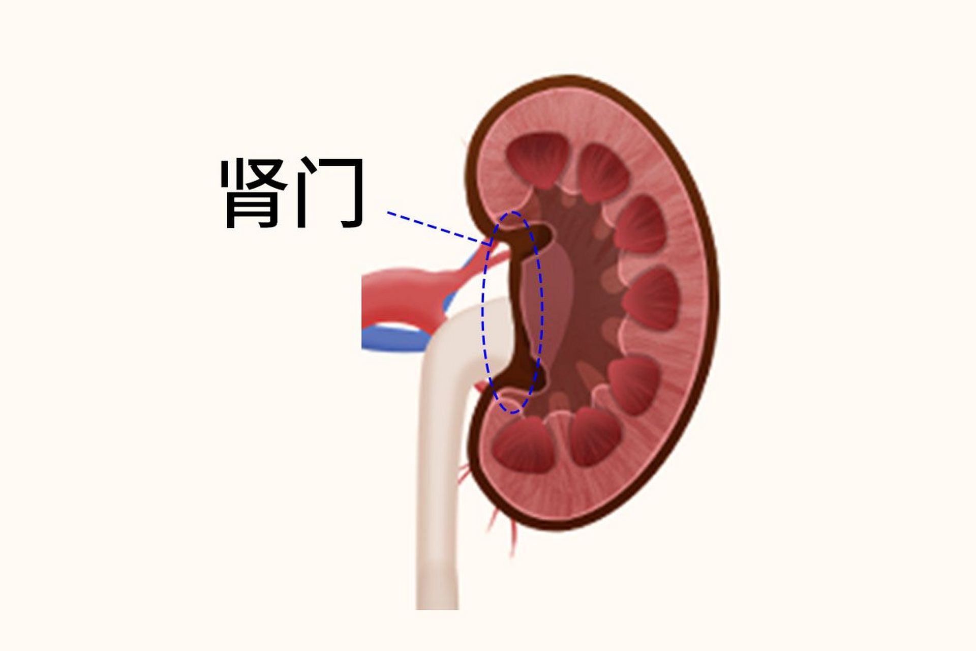 肾门体表投影为图片