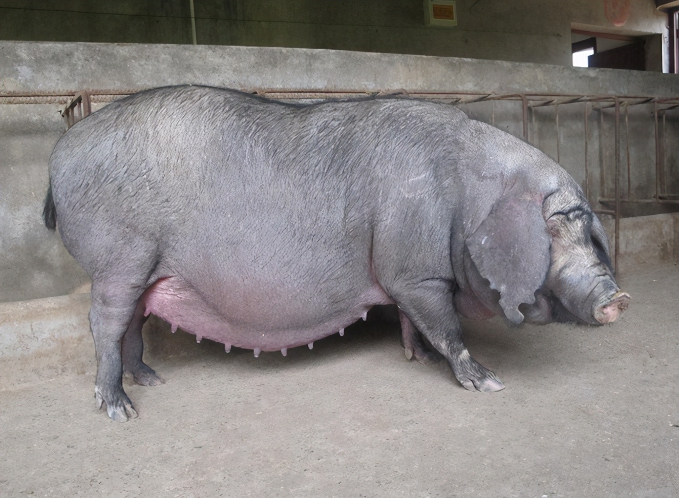 母猪得细小病毒是什么症状?猪得了细小病毒用什么治疗?先收藏!