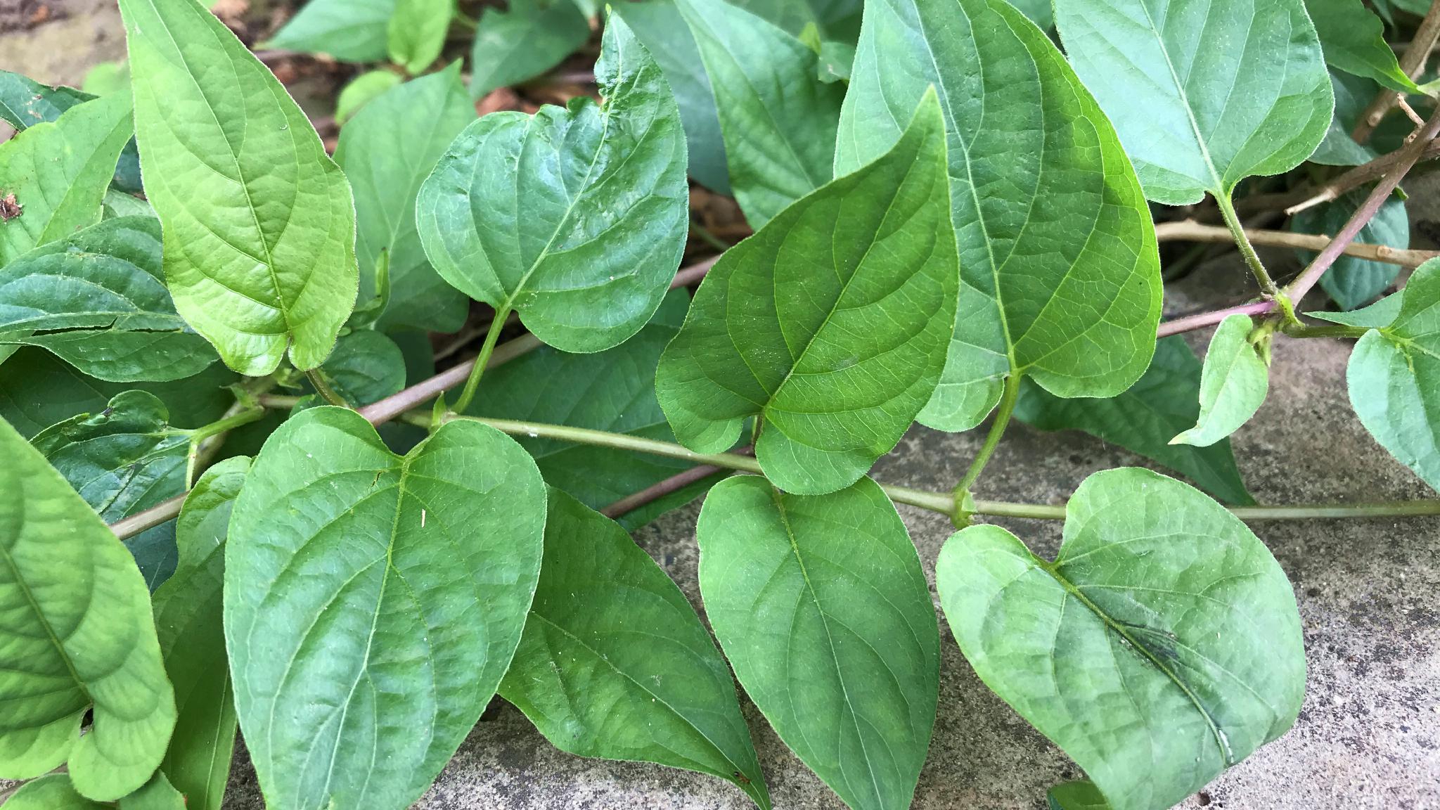 鸡屎藤的图片欣赏图片