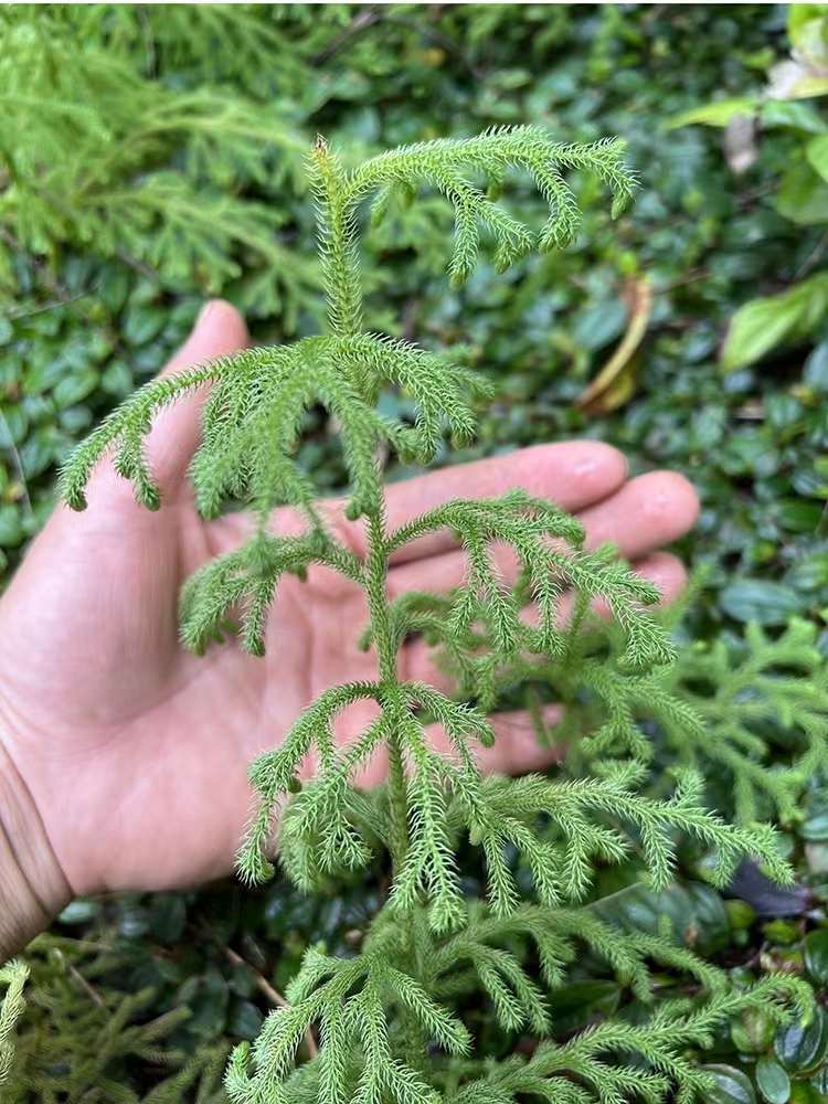 一种毛茸茸的伸筋草,它号称风湿草,用来煮水解决中老年人的烦恼