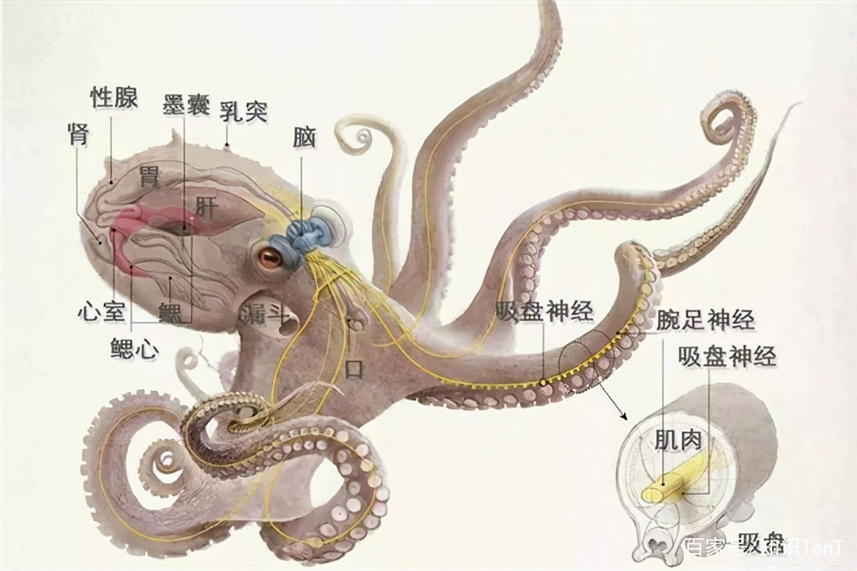 如何用进化论来解释章鱼的基因比人类复杂？(如何用进化论来解释章鱼的基因比人类复杂的原因)