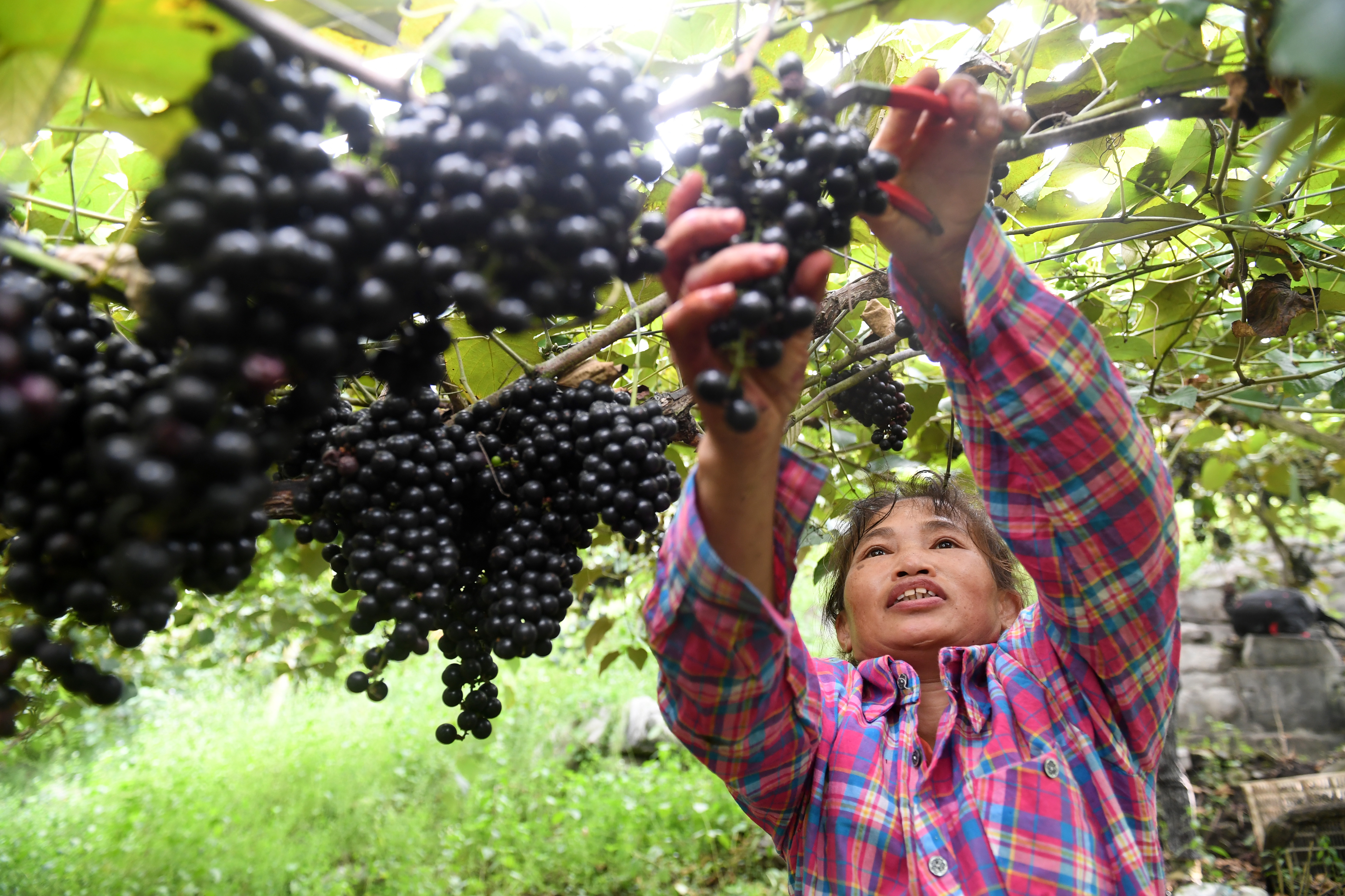 广西罗城:毛葡萄产业助力脱贫增收(2)