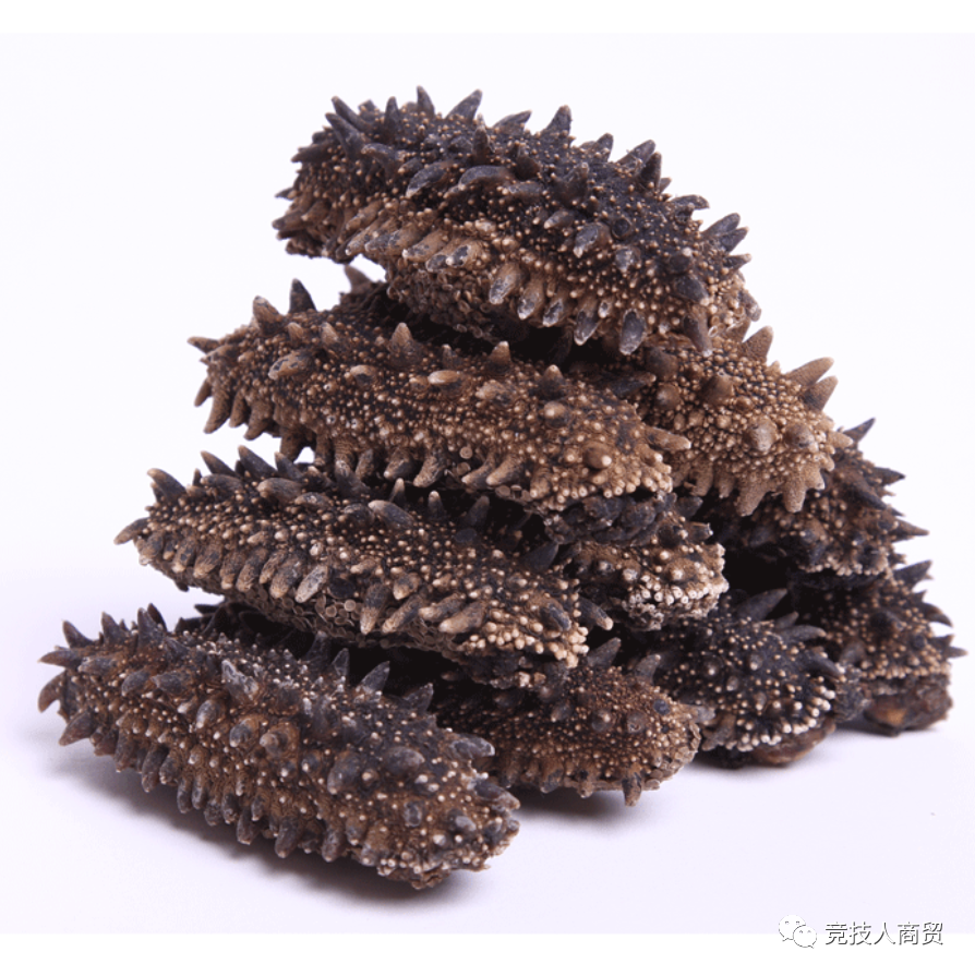 常见的海参介绍(introduction to common sea cucumber)