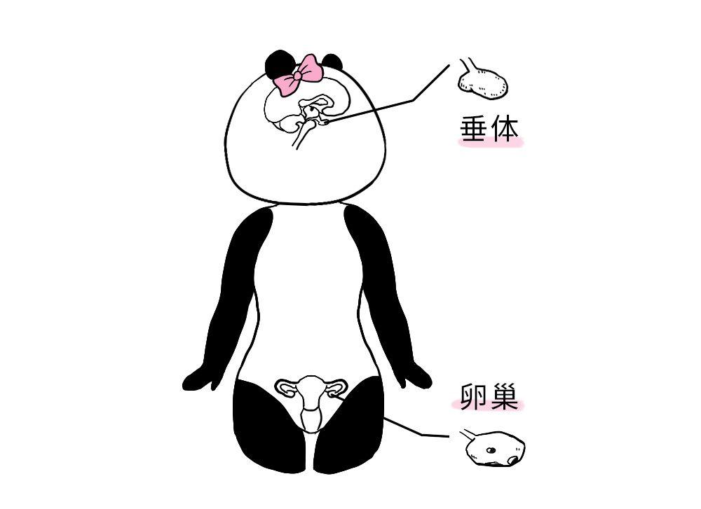 自身免疫性垂体炎,患病人群女性较多,症状十分明显,勿错过治疗