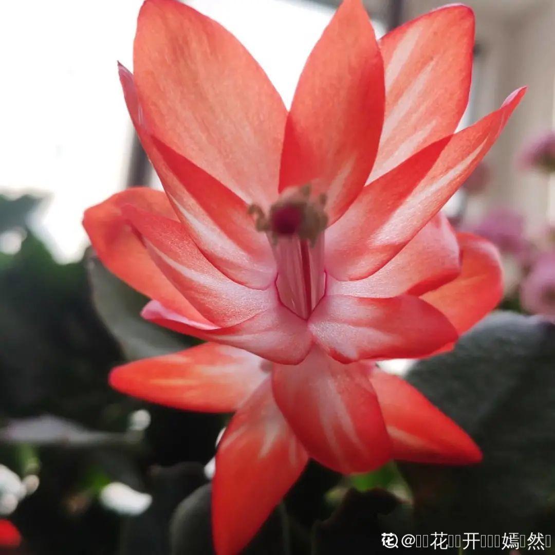 上万块的蟹爪兰,开花像烟花,养过的人不多