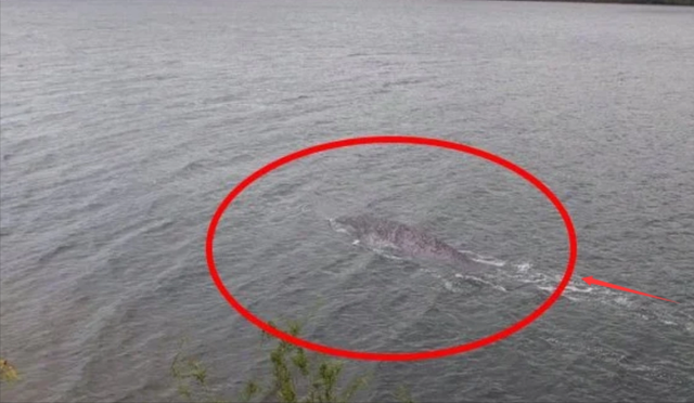 河畔水怪襲人,釣魚釣到死魚,村民人心惶惶:是