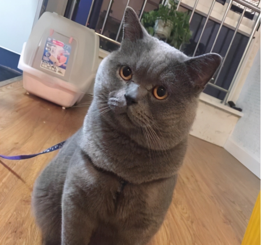 英短蓝猫有这7个"优点",难怪养的人那么多