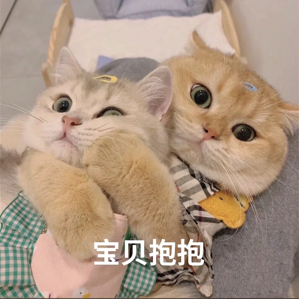 若猫咪把你当亲妈了