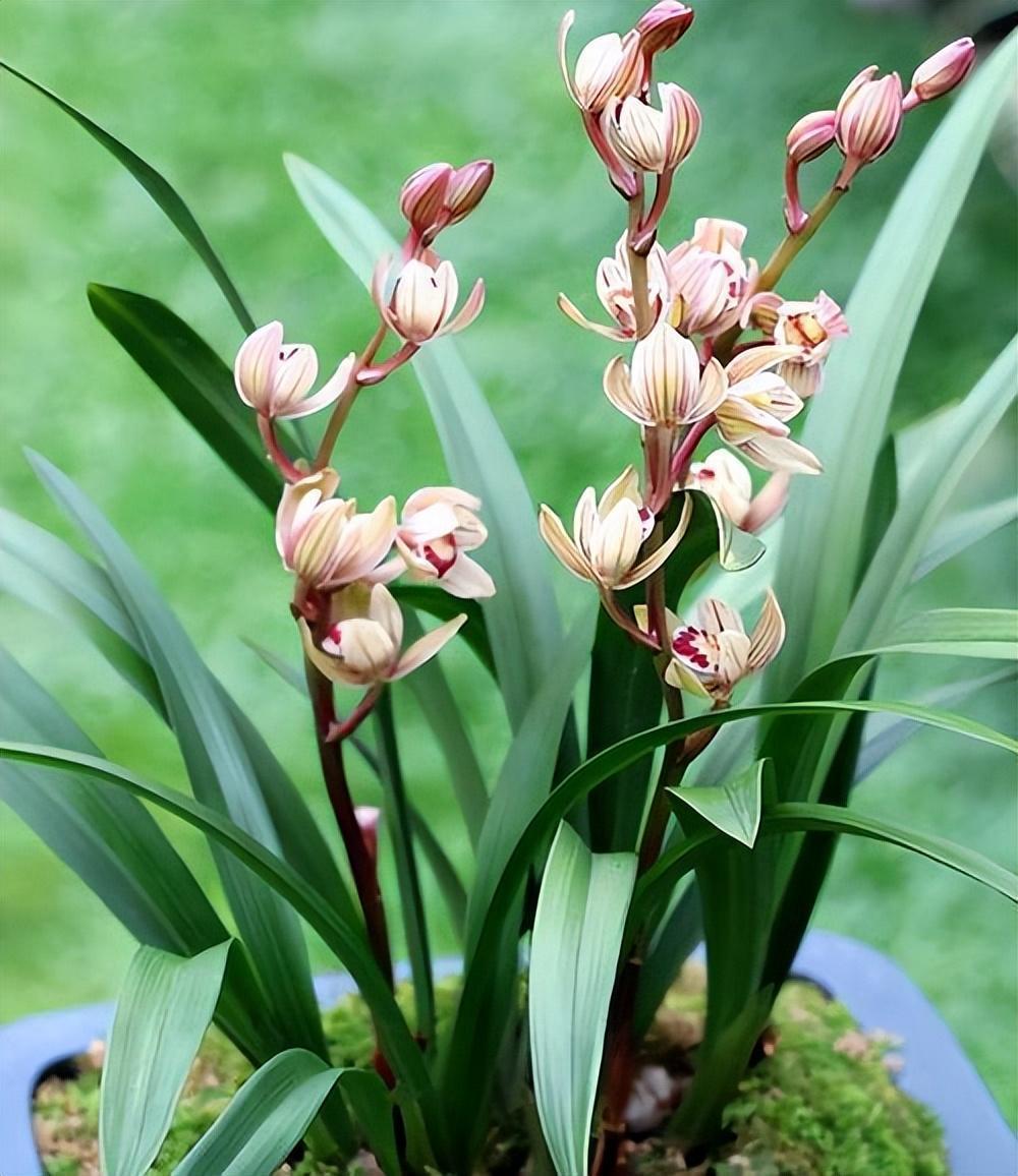 建兰名品"金荷"兰花,花型圆润,香气馥郁,花色多变又好养