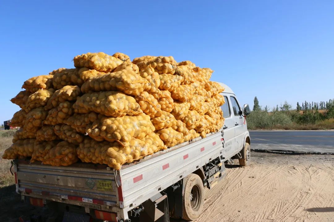 鄂托克前旗上海庙镇: "小土豆"迎来大丰收 "薯"不尽增收喜悦