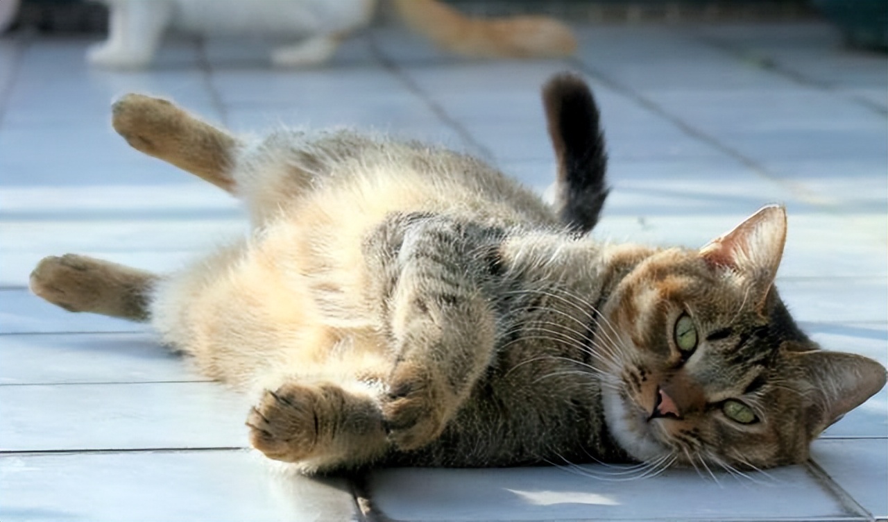 猫咪躺地上对你"打滚撒泼",可不仅仅是卖萌这么简单哦!