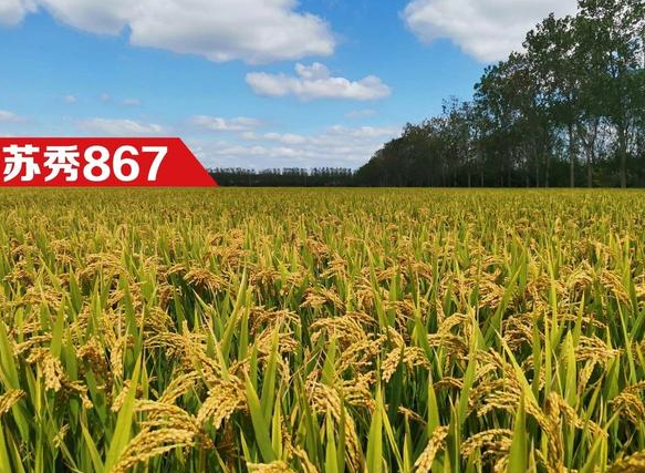 苏秀867抗倒抗病性强,出米率高,2级优质米,种植安全效益高