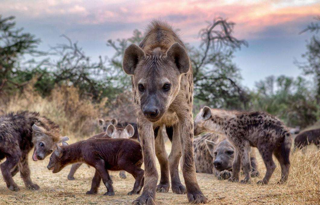 2014年,日本一对斑鬣狗交配2年多没怀孕,检查后才发现都是公的