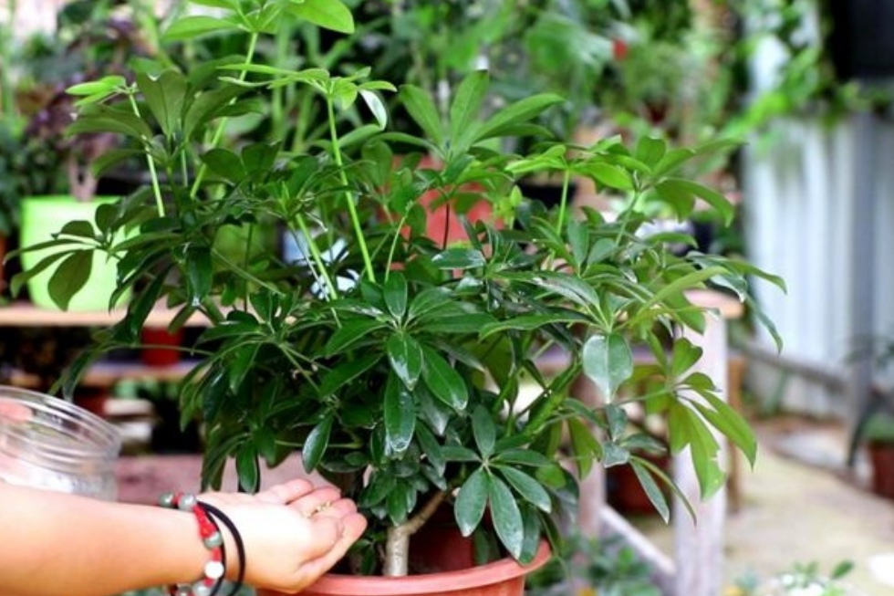 高温期间过多去施肥,植株不能正常吸收,还容易将根系烧伤,造成烂根.