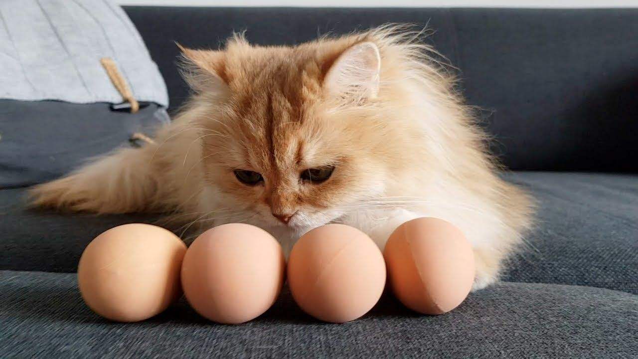 猫咪可以吃鸡蛋吗?这种错误的方式不要再尝试了!