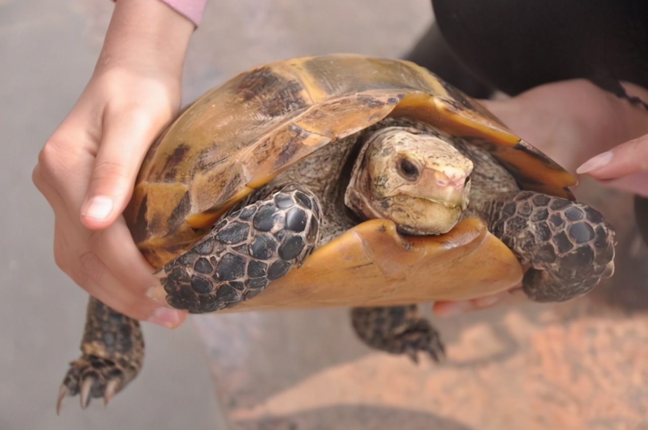 湖北当年出土古墓,意外爬出一"千年"乌龟,专家给出了什么解释