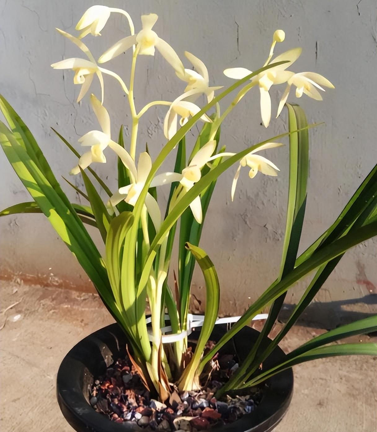 见过青山玉泉兰花吗,花色纯净,兰姿高雅,深受无数花友喜爱