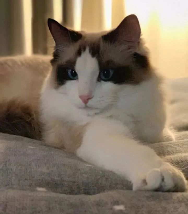 做lisa的猫简直不要太幸福!