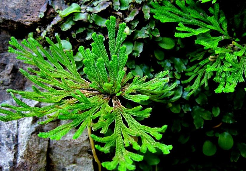 适合石头缝生长的植物图片