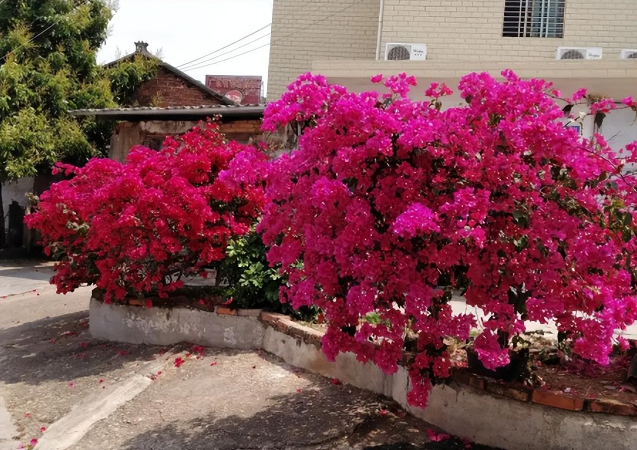 攀爬能力很强的巴西三角梅,花色艳丽,养护简单,花期较长