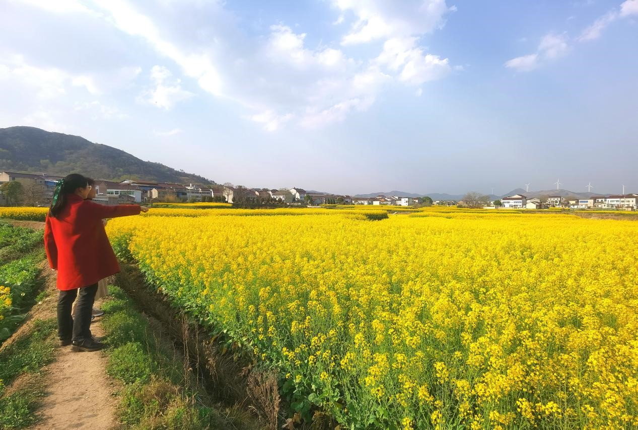 懷寧江鎮鎮:油菜花開滿地黃,飄溢醉人濃郁香