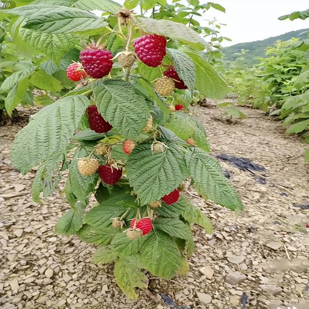 堅持這幾點,盆栽養殖樹莓,根莖葉長得快,果實美味可口