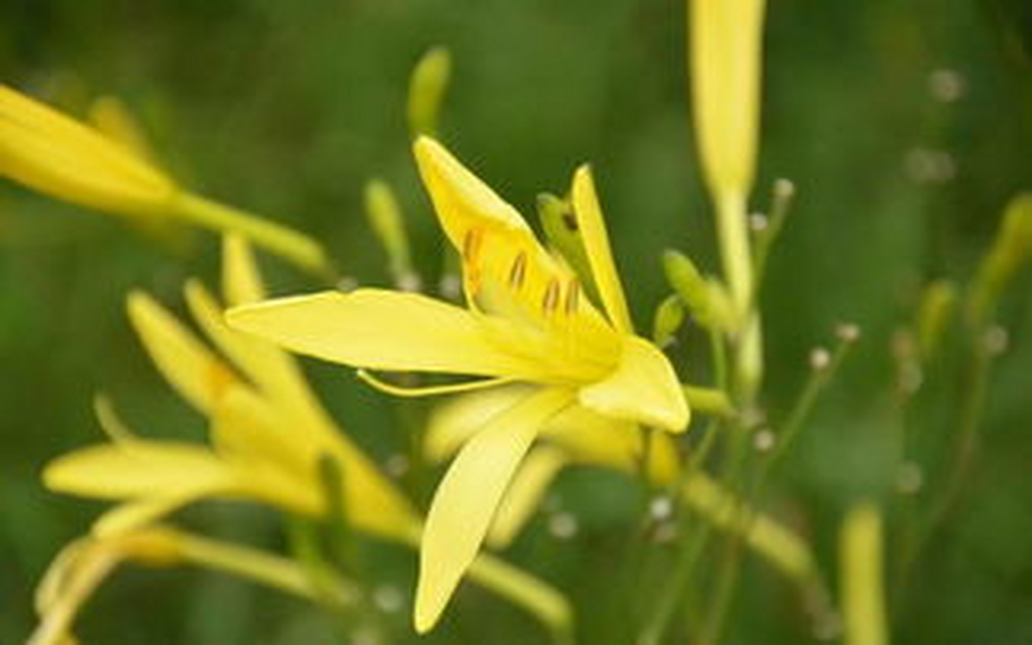 何以解忧,大同黄花,来到大同才知道黄花就是忘忧草