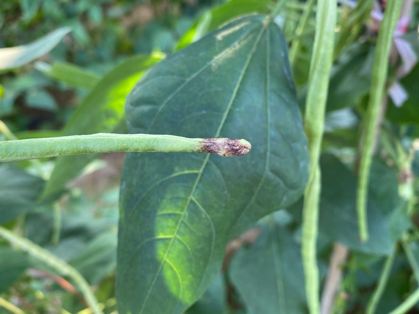 豇豆花瓣出现灰黑色"霉丝"?这其实是灰霉病,提前预防很关键