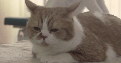 400_209gif 动态图 动图
