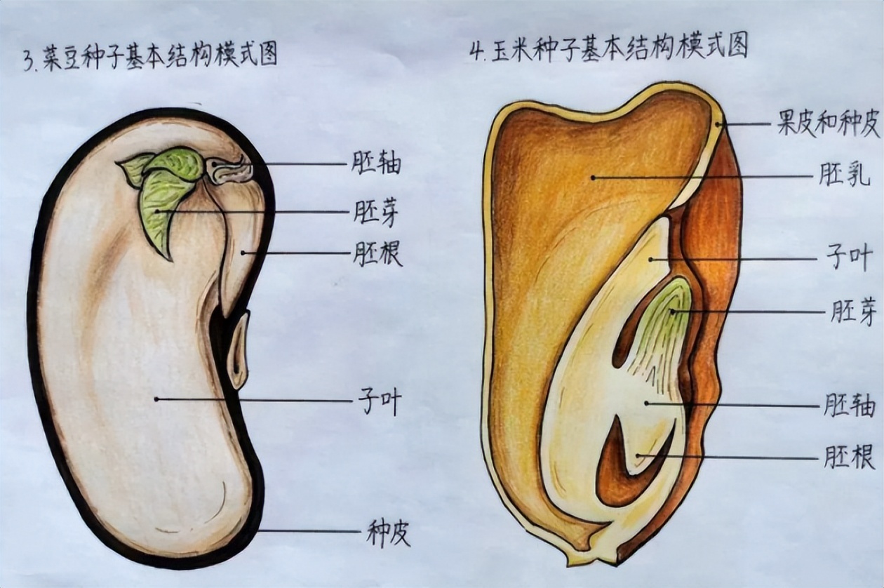 玉米种子种脐示意图图片