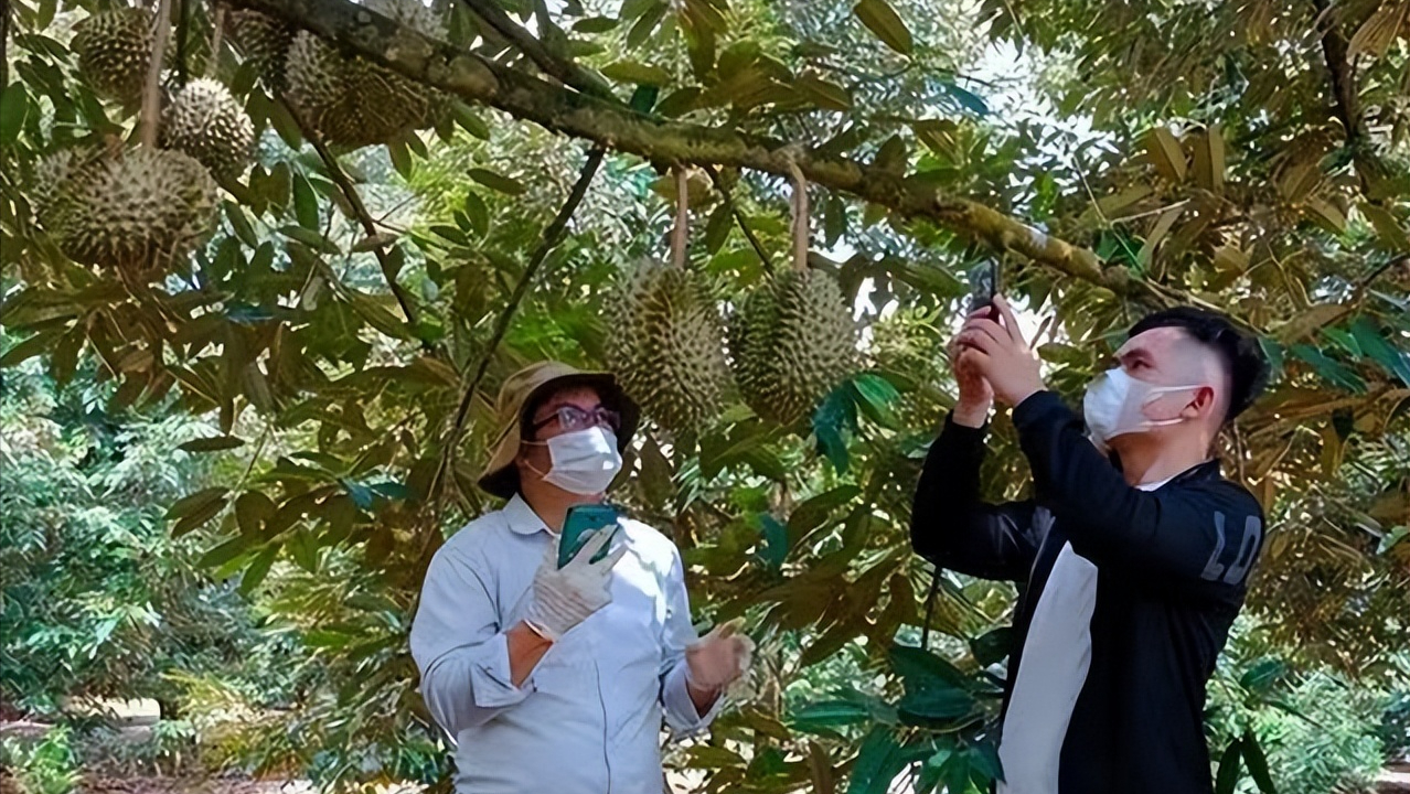 我国种植榴莲的阵势