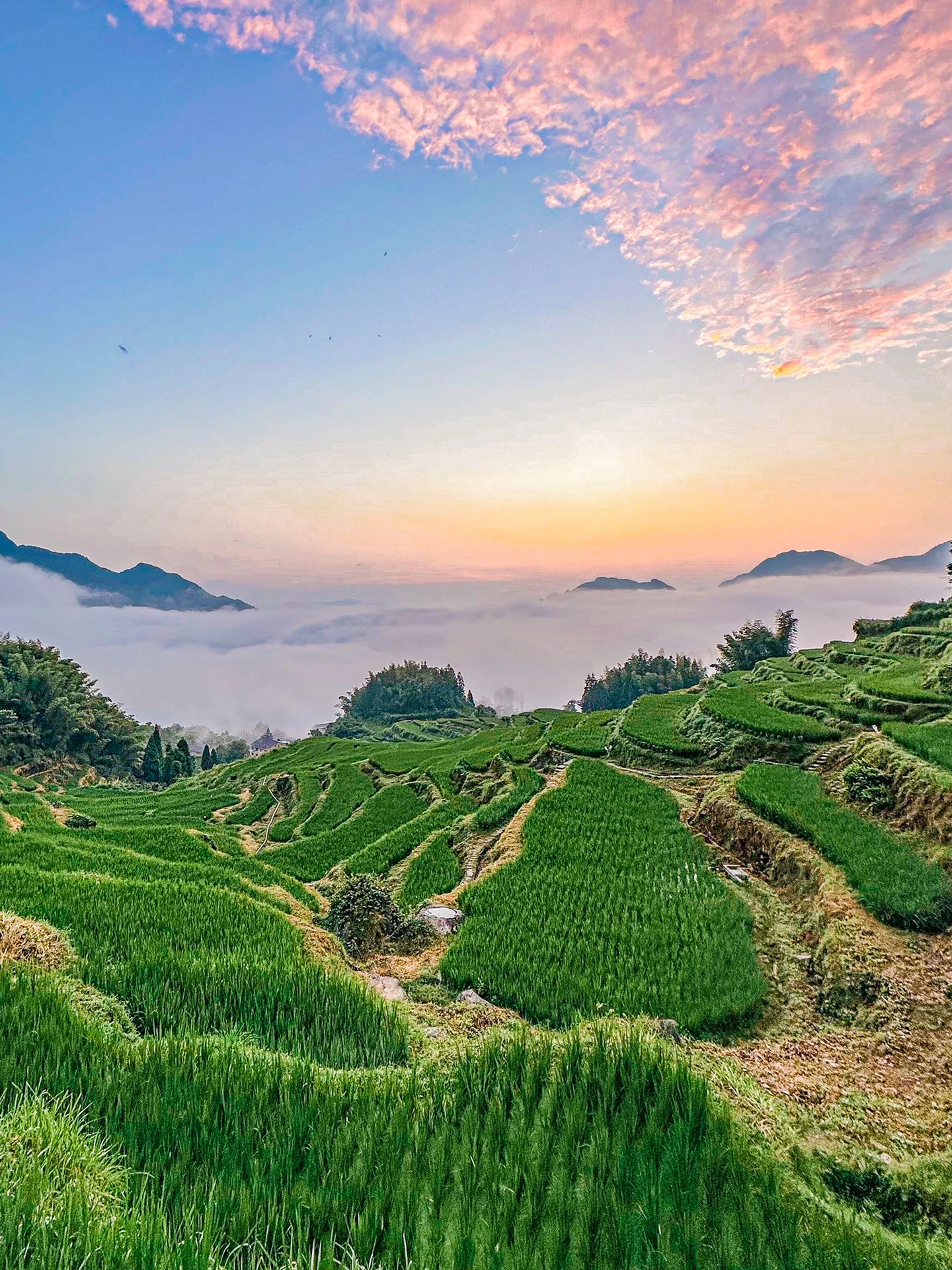 后悔没早来这个景点了!云和梯田美呆