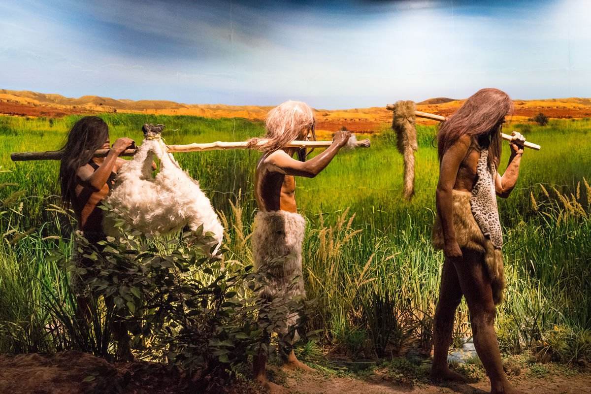 为什么人类不吃食肉动物的肉,只吃食草动物的肉?