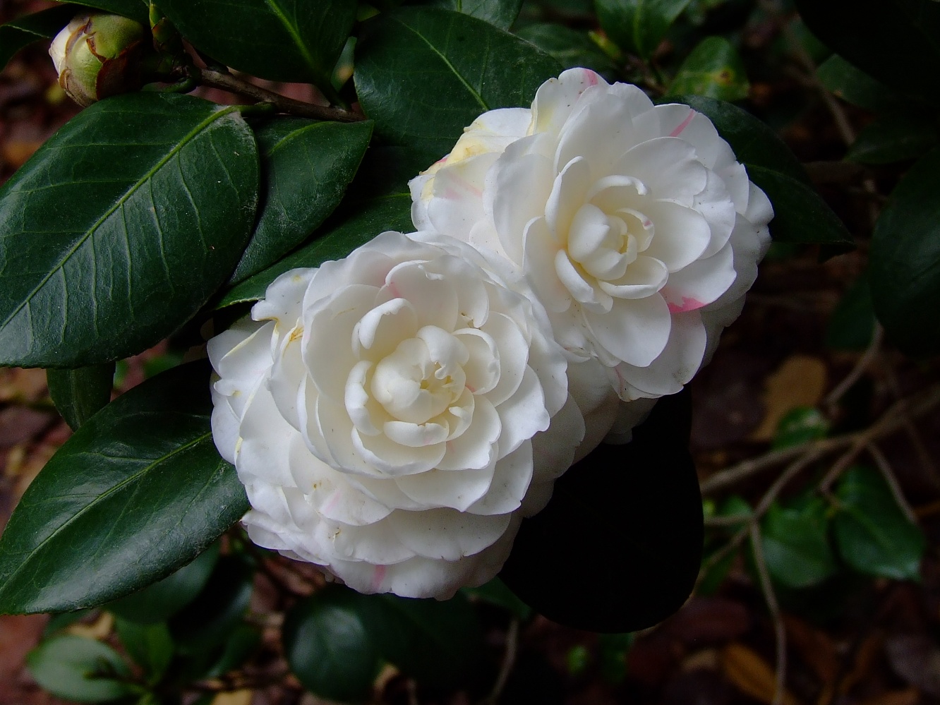 这种藤本植物,花色"冰清玉洁",漂亮不逊荷花玫瑰,是盆栽佳品