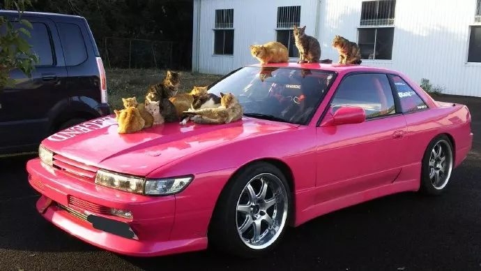 网友说每年到冬天,就有数十只流浪猫睡在他爱车上取暖,非常苦恼,还得