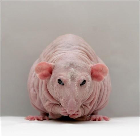 肿瘤鼠:颠覆科学的老鼠