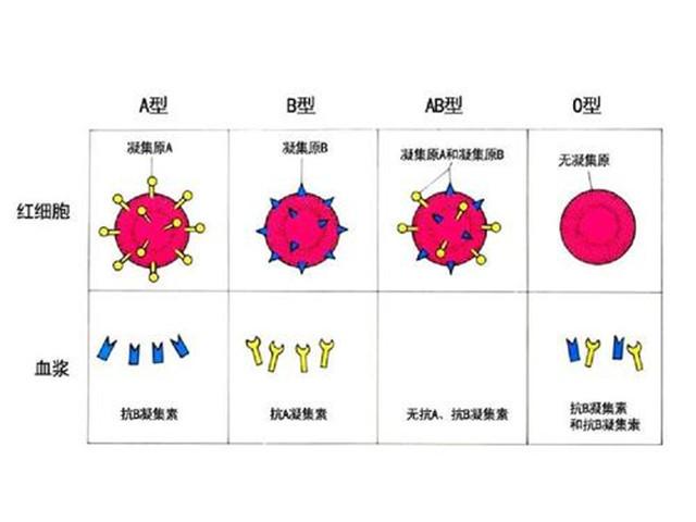 你清楚血型遺傳規律嗎?