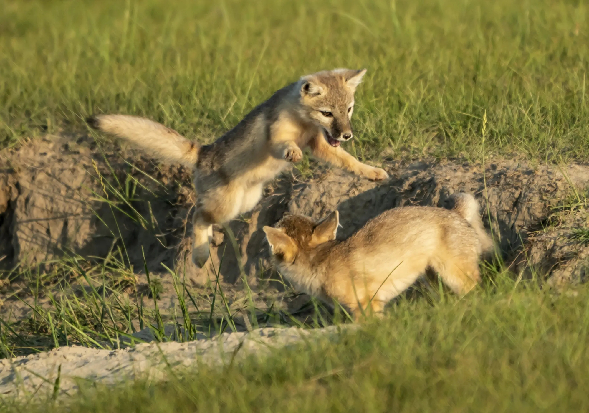 内蒙古的狐狸与普通狐狸有什么区别?