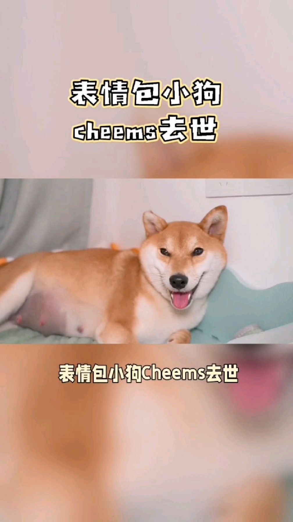 表情包小狗cheems:一只让世界笑出眼泪的柴犬