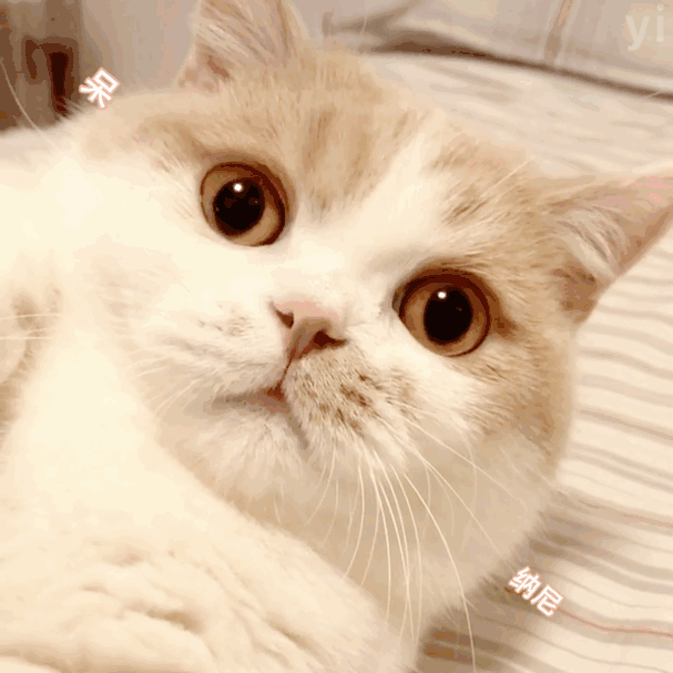 一些,肌肉发达,长大了有可能会发腮,看起来圆圆润润,摸起来手感非常棒