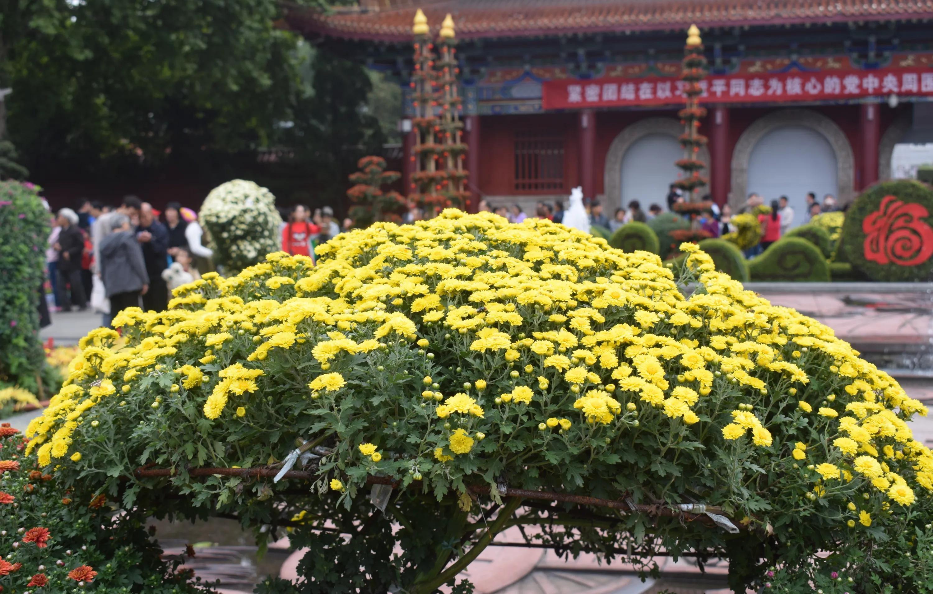 秋天菊花盛开的图片图片