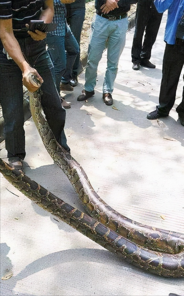 挖出16米大蟒蛇图片