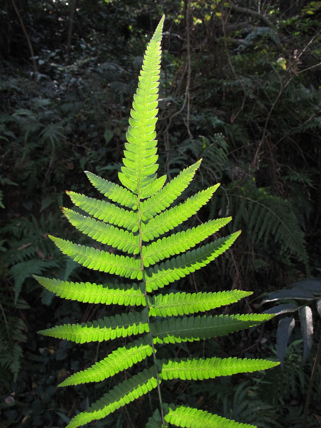 渐尖毛蕨叶片先端尾状渐尖,由此得名.