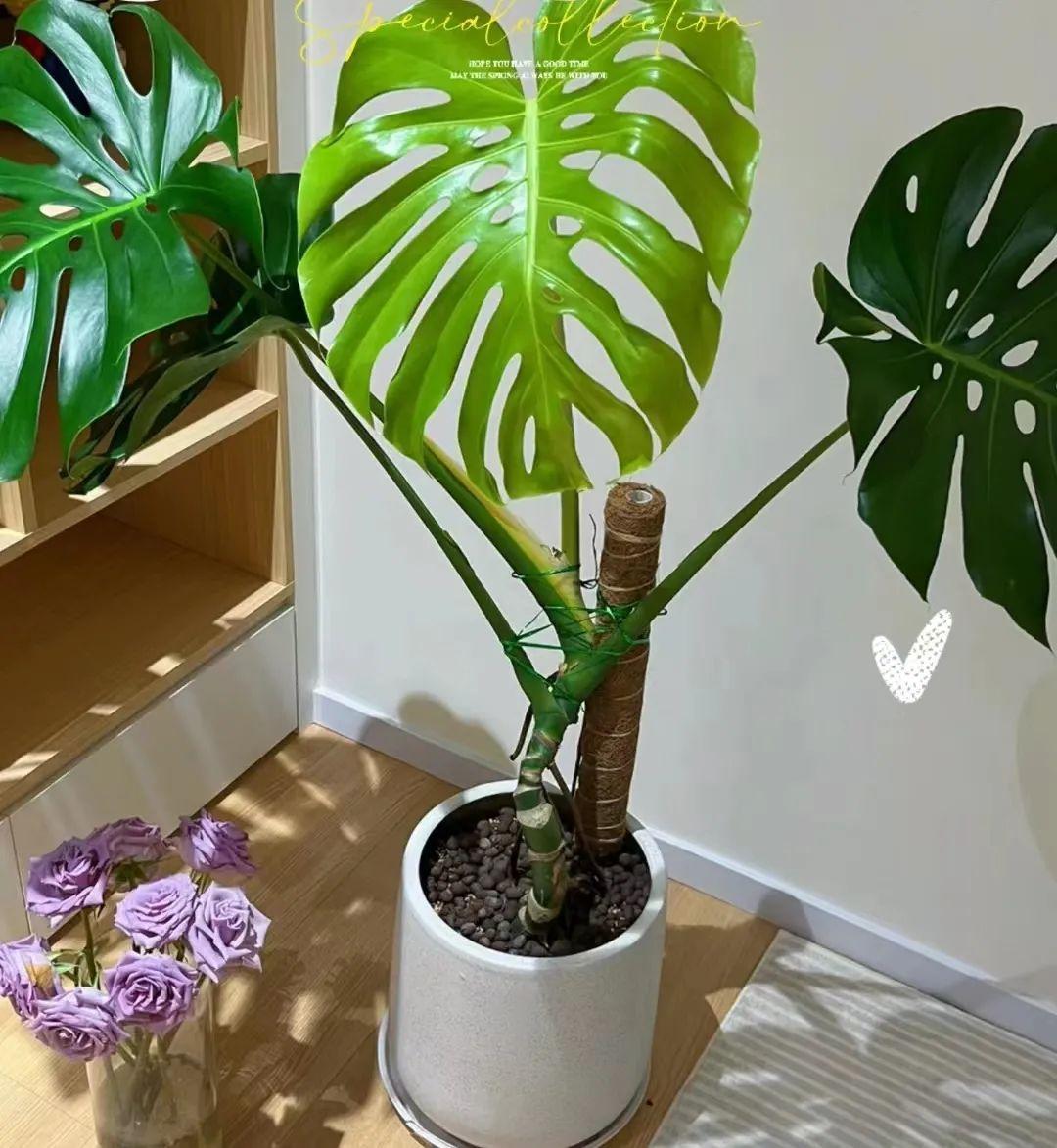 基础养护 修剪造型 气生根处理 扦插分盆,龟背竹的养护干货来了