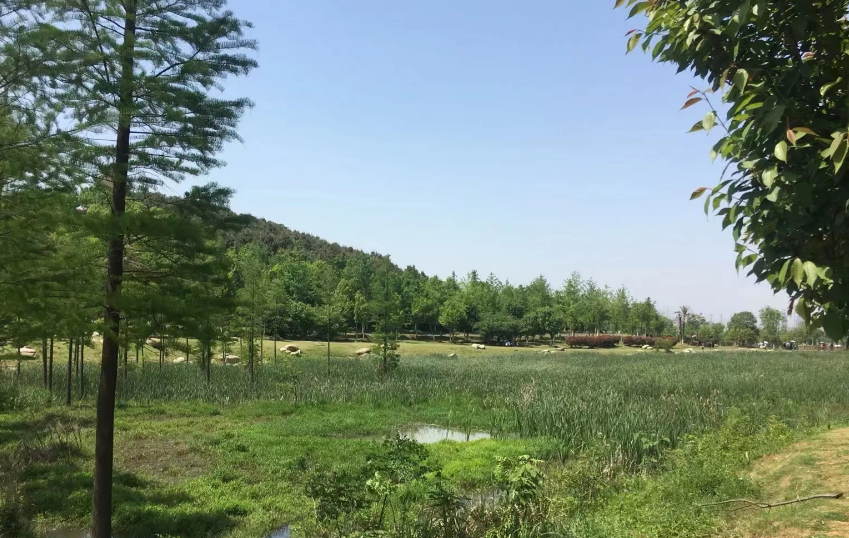 江夏湿地公园图片