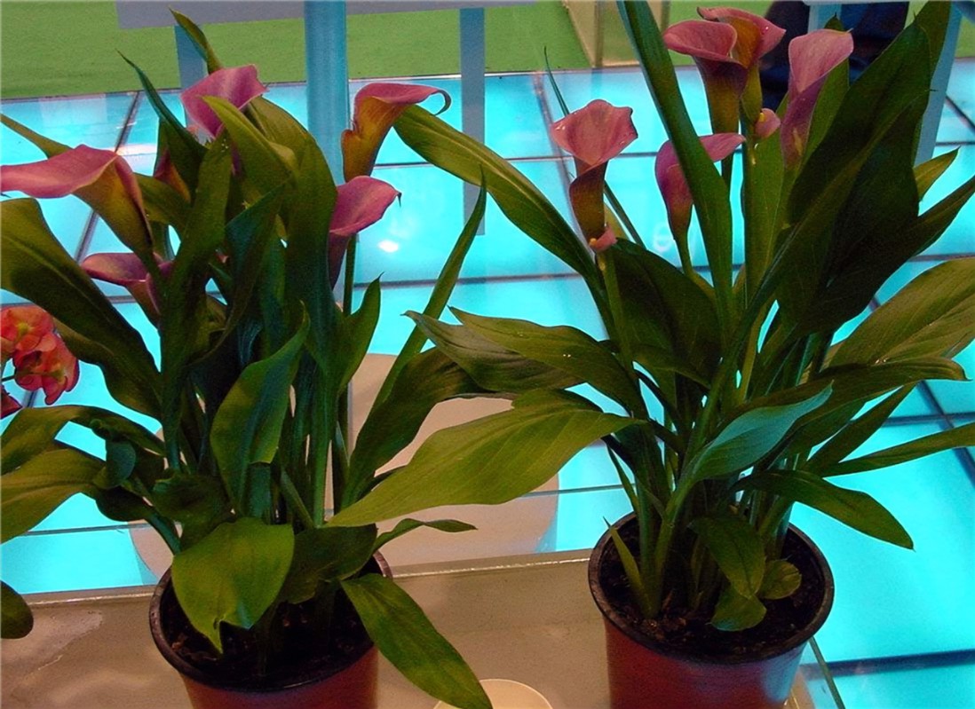 客厅养花有讲究,家里养上一盆,不仅招财还霸气,关键还好养活!