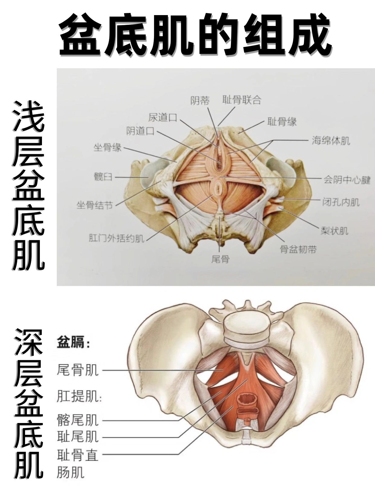 盆底肌结构解剖图图片