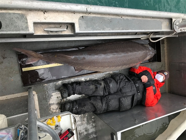 美国发现一百多岁巨型鲟鱼：体长2.1米 重达218斤