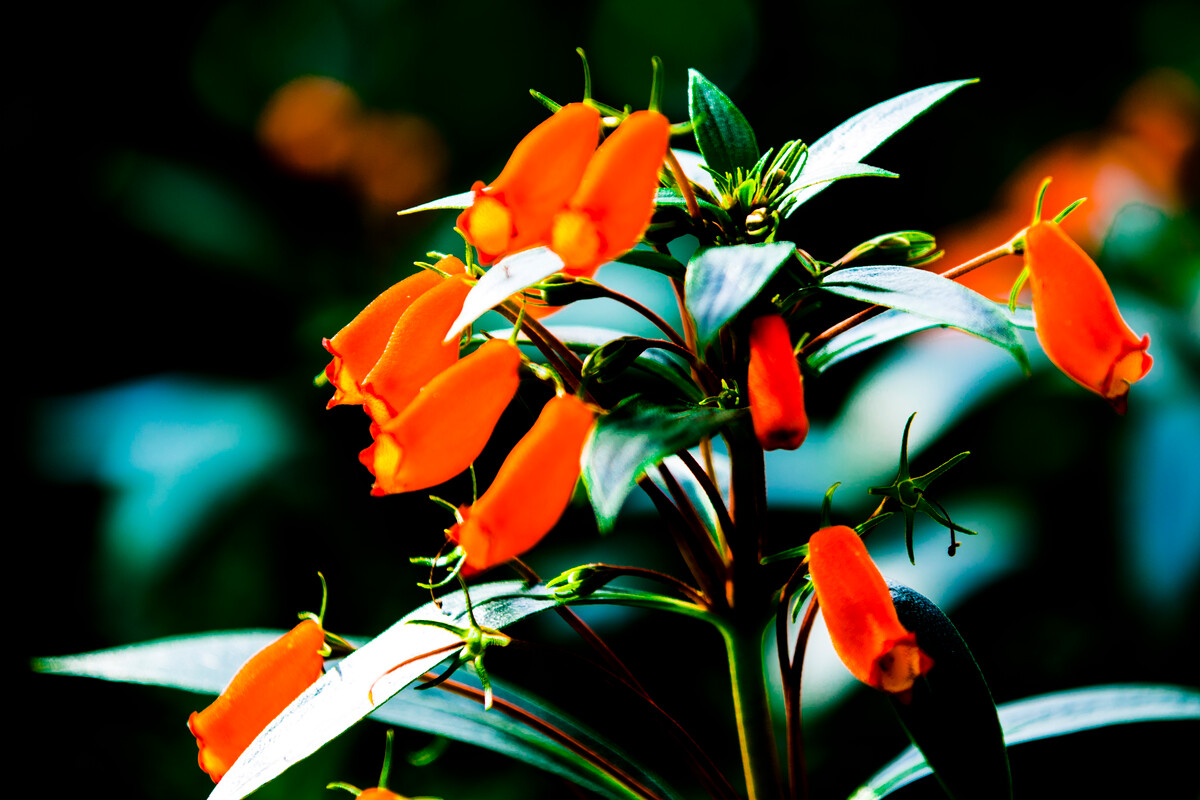 小岩桐怎么养?盆栽小岩桐的养殖方法和注意事项!