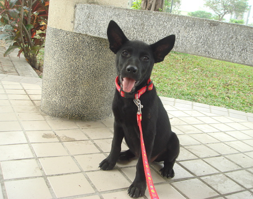 为什么很多人不愿意养"黑狗"?原因有这几点!